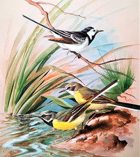 Pied wagtail grey for sale  NELSON