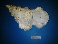Tutufa bubo giant d'occasion  Conty