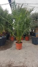 Phoenix canariensis kanarische gebraucht kaufen  Landsberg