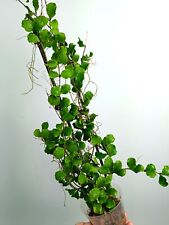 Hoya kanyakumariana big usato  Massa di Somma