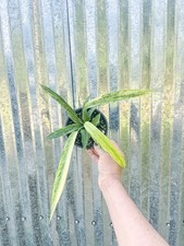 anthurium for sale anthurium for sale Homestead