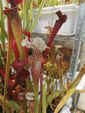 Sarracenia hybrid01 camisole usato  Lanciano