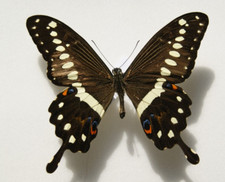 Papilio lormieri butterfly for sale  LIVERPOOL