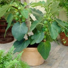 Fig brunswick tree for sale  SOUTHAMPTON