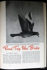 War 1941 homing for sale  Eugene