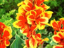 Canna lucifer live for sale  Saint Benedict