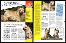 Norwich terrier temperament for sale  SLEAFORD