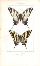 Farfalle papilio stampa usato  Napoli