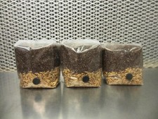 One mushroom micro for sale  Bloomington