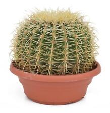 Echinocactus grusonii superss gebraucht kaufen  Wurzen