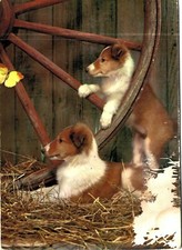 55.animali cuccioli cane usato  Roma