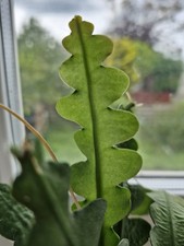 Fishbone cactus epiphyllum for sale  AYR