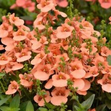 Diascia plug plants for sale  LONDON