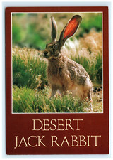 Denizen desert jack for sale  Palm Bay