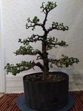 Specimen dwarf jade for sale  Boynton Beach