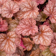Heuchera coral berry for sale Heuchera coral berry for sale  UK