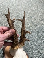 Abnormer rehbock holzbrett gebraucht kaufen  Sonnen