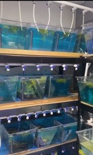 Hab fish breeding for sale  LEICESTER