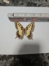 Papilio hippocrates männchen gebraucht kaufen  Halle
