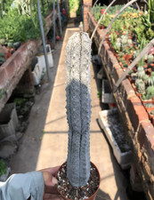 Euphorbia abdelkuri cactus for sale  BIRMINGHAM