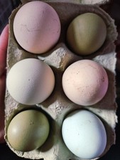 Eggs black australorp for sale  KIDWELLY
