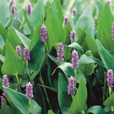 Purple pickerel rush for sale  Lumberton