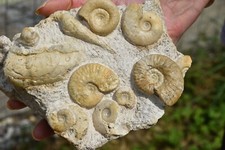 Magnifique bloc ammonites d'occasion  Pont-à-Mousson