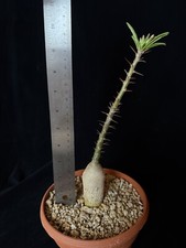 Pachypodium griquense seed d'occasion  Expédié en Belgium