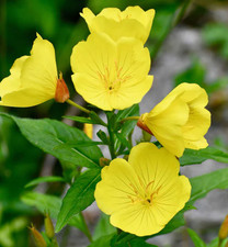 Evening primrose native for sale  Sevierville