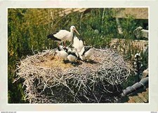 Animaux oiseaux cigognes d'occasion  Fruges