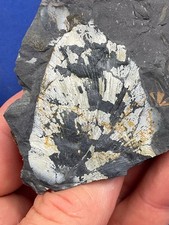 Carboniferous pflanze fossil gebraucht kaufen  Saarbrücken