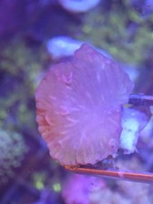 Cabbage coral reef for sale  FOLKESTONE