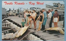 Key west turtle for sale  Massillon