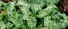 Arum italicum pictum for sale  WALLINGFORD