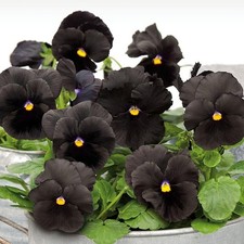 Vibrant live pansy for sale  Gastonia