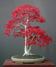 Semi acer palmatum usato  Trappeto