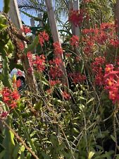 Epidendrum orchid pieces for sale  Santa Maria