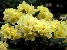 Rhododendron capistrano live for sale  Manchester