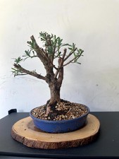 Premium fantastic buddhist for sale  Houston