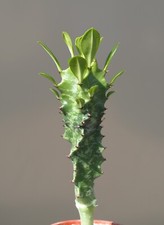 Euphorbia ingens succulent for sale  WALTON ON THE NAZE