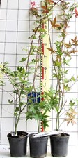 Japanischer ahorn beni gebraucht kaufen  Bad Bergzabern