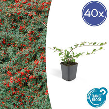évier nain cotoneaster d'occasion  Expédié en France