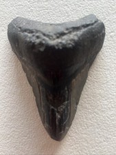 Dent requin magalodon d'occasion  Saint-Raphaël