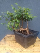 English elm bonsai for sale  STAMFORD