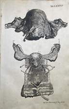 Medicina anatomia umana usato  Italia
