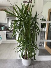 Yucca plant indoor for sale  HEMEL HEMPSTEAD