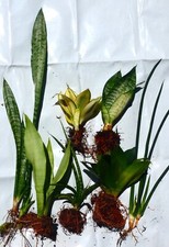 Stück verschiede sansevieria gebraucht kaufen  Künzelsau