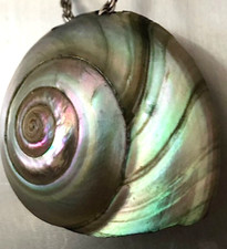 escargot nacre d'occasion escargot nacre d'occasion Six-Fours-les-Plages