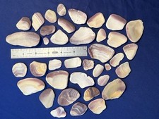 Quahog wampum beach for sale  Lebanon
