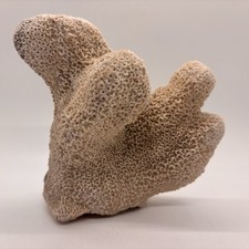 Natural coral reef for sale  Mesa